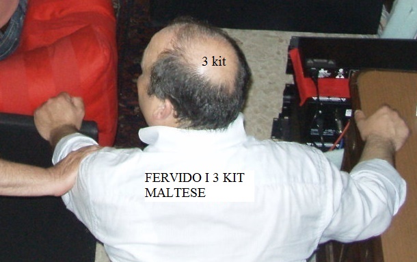 . kit maltese.jpg